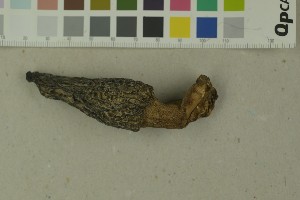  (Morchella exuberans - O-F-312119)  @11 [ ] by-nc-sa (2023) Unspecified University of Oslo, Natural History Museum