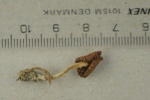  ( - O-F-312178)  @11 [ ] by-nc-sa (2021) Unspecified University of Oslo, Natural History Museum