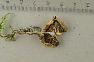  ( - O-F-312184)  @11 [ ] by-nc-sa (2021) Unspecified University of Oslo, Natural History Museum