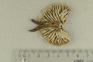  ( - O-F-360862)  @11 [ ] by-nc-sa (2021) Unspecified University of Oslo, Natural History Museum