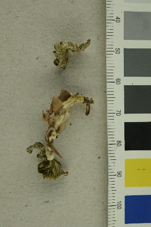  ( - O-F-361449)  @11 [ ] CreativeCommons - Attribution Non-Commercial Share-Alike (2019) Unspecified University of Oslo, Natural History Museum