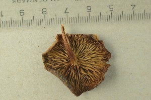  ( - O-F-362749)  @11 [ ] by-nc-sa (2021) Unspecified University of Oslo, Natural History Museum