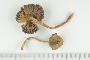  (Inocybe jucunda - O-F-370077)  @11 [ ] by-nc-sa (2021) Unspecified University of Oslo, Natural History Museum