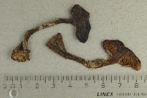  ( - O-F-370191)  @11 [ ] by-nc-sa (2021) Unspecified University of Oslo, Natural History Museum