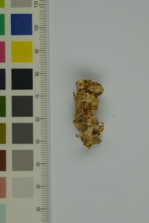  ( - O-F-370208)  @11 [ ] by-nc-sa (2023) Unspecified University of Oslo, Natural History Museum