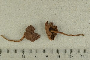  ( - O-F-370469)  @11 [ ] by-nc-sa (2021) Unspecified University of Oslo, Natural History Museum