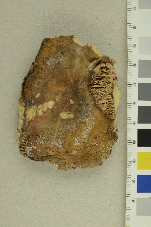  ( - O-F-370543)  @11 [ ] CreativeCommons - Attribution Non-Commercial Share-Alike (2018) Unspecified University of Oslo, Natural History Museum