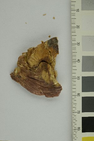  ( - O-F-370544)  @11 [ ] CreativeCommons - Attribution Non-Commercial Share-Alike (2018) Unspecified University of Oslo, Natural History Museum