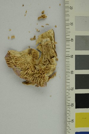  ( - O-F-370544)  @11 [ ] CreativeCommons - Attribution Non-Commercial Share-Alike (2018) Unspecified University of Oslo, Natural History Museum