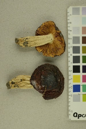  ( - O-F-370545)  @11 [ ] CreativeCommons - Attribution Non-Commercial Share-Alike (2018) Unspecified University of Oslo, Natural History Museum