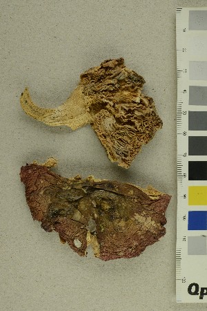  ( - O-F-370554)  @11 [ ] CreativeCommons - Attribution Non-Commercial Share-Alike (2018) Unspecified University of Oslo, Natural History Museum