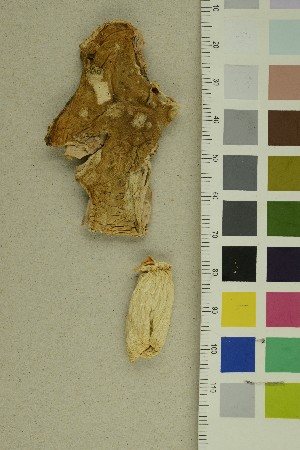  ( - O-F-370562)  @11 [ ] CreativeCommons - Attribution Non-Commercial Share-Alike (2018) Unspecified University of Oslo, Natural History Museum