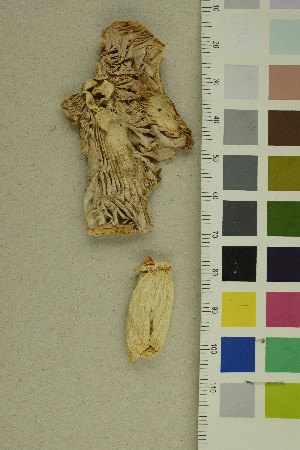  ( - O-F-370562)  @11 [ ] CreativeCommons - Attribution Non-Commercial Share-Alike (2018) Unspecified University of Oslo, Natural History Museum