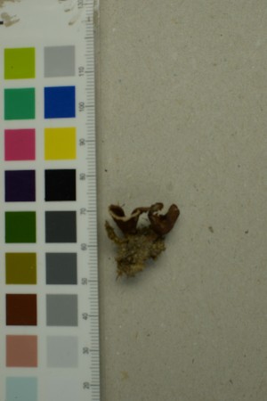  ( - O-F-372046)  @11 [ ] by-nc-sa (2025) Unspecified University of Oslo, Natural History Museum