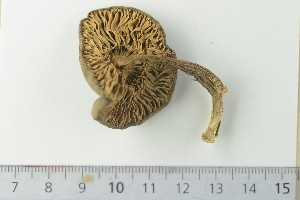  (Entoloma porphyrophaeum - TROM-F-610266)  @11 [ ] by-nc-sa (2020) Unspecified University of Oslo, Natural History Museum