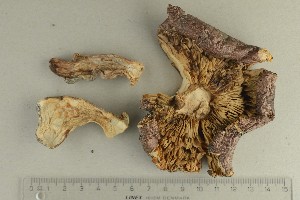  (Tricholoma tridentinum - O-F-63313)  @11 [ ] by-nc-sa (2021) Unspecified University of Oslo, Natural History Museum