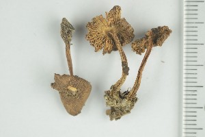  ( - O-F-74893)  @11 [ ] by-nc-sa (2021) Unspecified University of Oslo, Natural History Museum