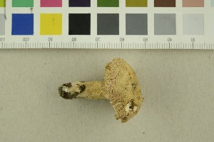  (Russula depallens - O-F-76191)  @11 [ ] CreativeCommons - Attribution Non-Commercial Share-Alike (2018) Unspecified University of Oslo, Natural History Museum