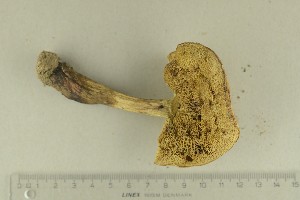  ( - O-F-76457)  @11 [ ] by-nc-sa (2021) Unspecified University of Oslo, Natural History Museum