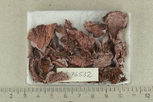  (Cortinarius rufo-olivaceus - O-F-76532)  @11 [ ] by-nc-sa (2021) Unspecified University of Oslo, Natural History Museum