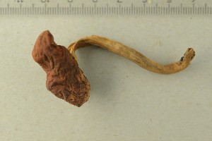  ( - O-F-76536)  @11 [ ] by-nc-sa (2021) Unspecified University of Oslo, Natural History Museum