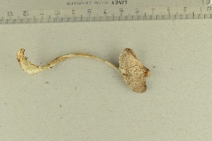  ( - O-F-76658)  @11 [ ] by-nc-sa (2021) Unspecified University of Oslo, Natural History Museum