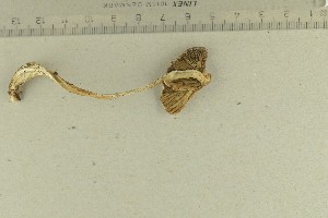  ( - O-F-76658)  @11 [ ] by-nc-sa (2021) Unspecified University of Oslo, Natural History Museum
