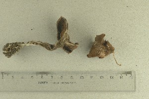  ( - O-F-76679)  @11 [ ] by-nc-sa (2022) Unspecified University of Oslo, Natural History Museum