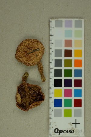  ( - O-F-7745)  @11 [ ] by-nc-sa (2025) Unspecified University of Oslo, Natural History Museum