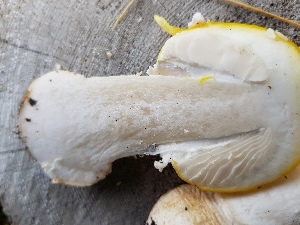  (Amanita muscaria var. formosa - TROM_F_26608)  @11 [ ] CreativeCommons - Attribution Non-Commercial Share-Alike (2018) Unspecified Tromsø University Museum