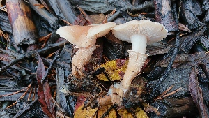  (Cystoderma carcharias var. carcharias - TROM_F_26623)  @11 [ ] CreativeCommons - Attribution Non-Commercial Share-Alike (2018) Unspecified Tromsø University Museum