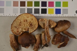  (Tricholoma ustale - O-F-75445)  @11 [ ] Unspecified (default): All Rights Reserved  Unspecified Unspecified