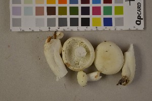 (Russula fageticola - O-F-75455)  @11 [ ] Unspecified (default): All Rights Reserved  Unspecified Unspecified