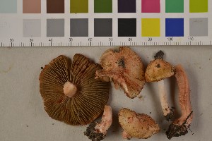  (Inocybe godeyi - O-F-75468)  @11 [ ] Unspecified (default): All Rights Reserved  Unspecified Unspecified