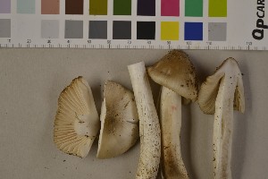  (Hygrocybe fornicata var. fornicata - O-F-75473)  @11 [ ] Unspecified (default): All Rights Reserved  Unspecified Unspecified