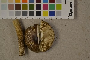  (Tricholoma fucatum - O-F-75637)  @11 [ ] CreativeCommons - Attribution Non-Commercial (2014) Siri Rui Natural History Museum, University of Oslo, Norway
