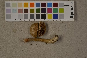  (Cortinarius xanthocephalus - O-F-75706)  @11 [ ] CreativeCommons - Attribution Non-Commercial (2014) Siri Rui Natural History Museum, University of Oslo, Norway