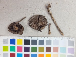  ( - O-F-259680)  @11 [ ] by-nc-sa (2023) Unspecified University of Oslo, Natural History Museum