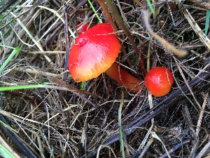  (Hygrocybe punicea - TROM_F_26633)  @11 [ ] CreativeCommons - Attribution Non-Commercial Share-Alike (2018) Unspecified Tromsø University Museum