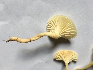  (Hygrocybe russocoriacea - TROM_F_26635)  @11 [ ] CreativeCommons - Attribution Non-Commercial Share-Alike (2018) Unspecified Tromsø University Museum