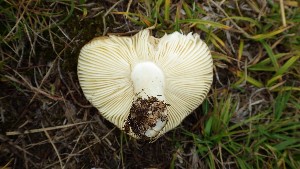  ( - O-F-297377)  @11 [ ] CreativeCommons - Attribution Non-Commercial Share-Alike (2017) Unspecified University of Oslo, Natural History Museum