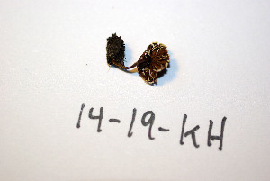  ( - O-F-256604)  @11 [ ] CreativeCommons - Attribution Non-Commercial Share-Alike (2019) Unspecified University of Oslo, Natural History Museum