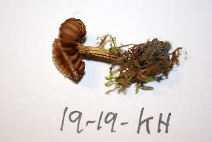  ( - O-F-256609)  @11 [ ] CreativeCommons - Attribution Non-Commercial Share-Alike (2019) Unspecified University of Oslo, Natural History Museum