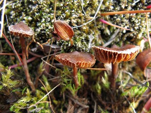  (Cortinarius scotoides - O-F-256624)  @11 [ ] CreativeCommons - Attribution Non-Commercial Share-Alike (2019) Unspecified University of Oslo, Natural History Museum
