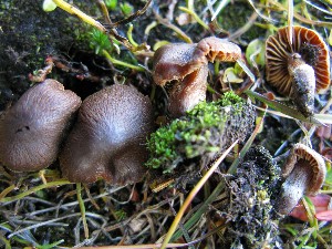  (Cortinarius pseudofusisporus - O-F-256626)  @11 [ ] CreativeCommons - Attribution Non-Commercial Share-Alike (2019) Unspecified University of Oslo, Natural History Museum