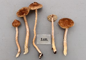  ( - O-F-258848)  @11 [ ] by-nc-sa (2021) Unspecified University of Oslo, Natural History Museum