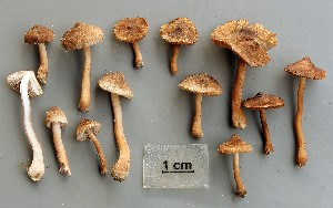  (Inocybe acuta - O-F-258847)  @11 [ ] by-nc-sa (2021) Unspecified University of Oslo, Natural History Museum