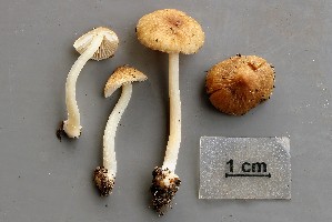  (Inocybe xanthomelas - O-F-258828)  @11 [ ] by-nc-sa (2021) Unspecified University of Oslo, Natural History Museum