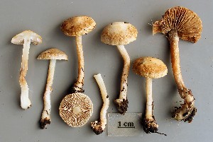  (Inocybe pyriodora - O-F-258850)  @11 [ ] by-nc-sa (2021) Unspecified University of Oslo, Natural History Museum