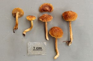  (Inocybe muricellata - O-F-258824)  @11 [ ] by-nc-sa (2021) Unspecified University of Oslo, Natural History Museum